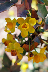 Berberis fremontii
