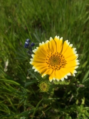 Layia chrysanthemoides