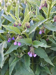Symphytum × uplandicum