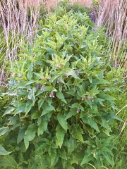 Symphytum × uplandicum