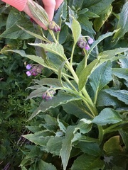 Symphytum × uplandicum