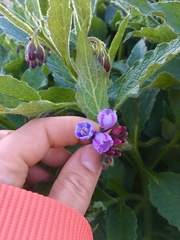 Symphytum × uplandicum