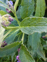 Symphytum × uplandicum