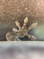Gekko japonicus