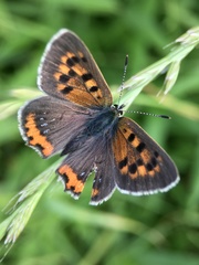 Lycaena phlaeas daimio