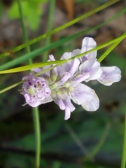 Orbexilum pedunculatum