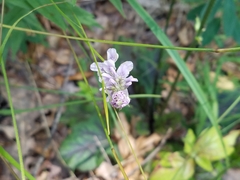 Orbexilum pedunculatum