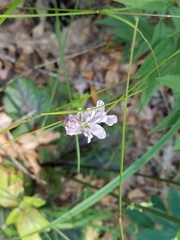 Orbexilum pedunculatum