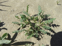 Phacelia ivesiana