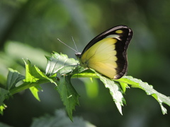 Appias lyncida eleonora