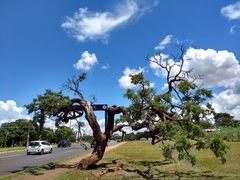 Dalbergia miscolobium