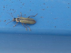 Metacantharis clypeata