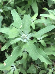 Chenopodium album