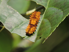 Eterusia aedea formosana