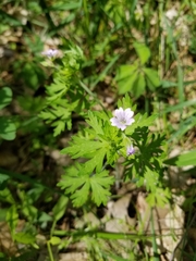Geranium bicknellii