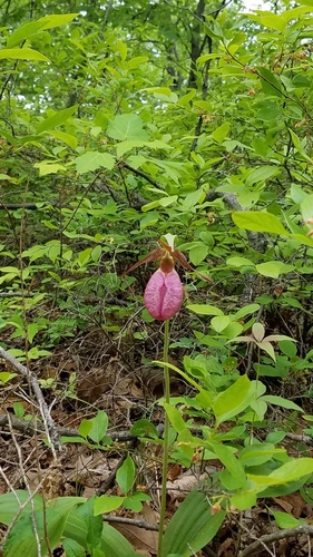 photo of Pink Lady's Slipper (Cypripedium acaule)