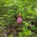 photo of Pink Lady's Slipper (Cypripedium acaule)