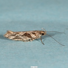Aristotelia fungivorella