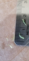 Dicranum howellii