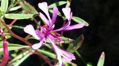 Clarkia concinna