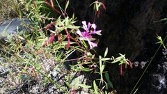 Clarkia concinna