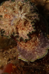 Glossodoris cincta