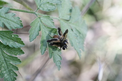 Galactomyia