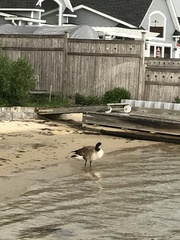 Branta canadensis canadensis