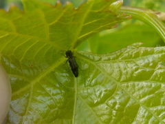 Agrilus derasofasciatus