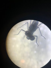 Austrolestes colensonis