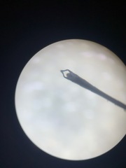 Austrolestes colensonis