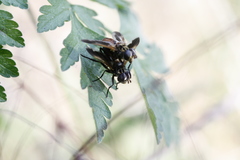 Galactomyia