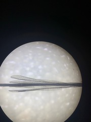 Austrolestes colensonis