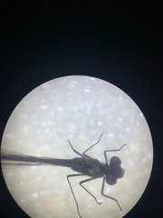 Austrolestes colensonis