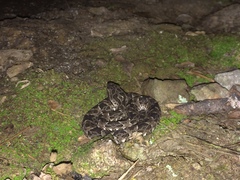 Bothrops pubescens