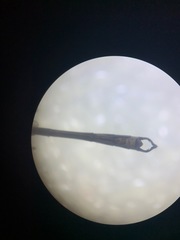 Austrolestes colensonis