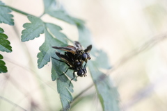 Galactomyia