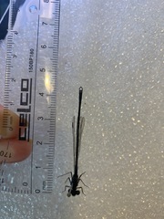 Austrolestes colensonis
