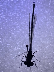 Austrolestes colensonis