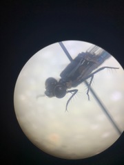 Austrolestes colensonis