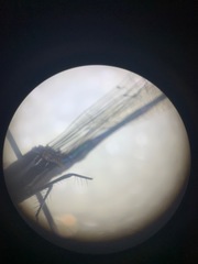 Austrolestes colensonis