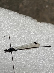 Austrolestes colensonis