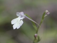 Cynorkis fastigiata