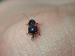 Cryptocephalus pinicolus