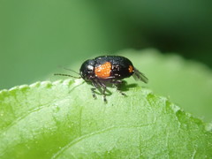 Cryptocephalus pinicolus