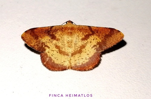 Pyrinia agonisaria