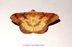 Pyrinia agonisaria