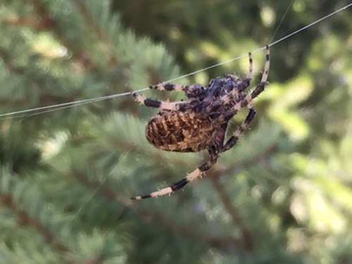 photo of Spotted Orbweaver (Neoscona crucifera)