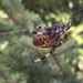 photo of Spotted Orbweaver (Neoscona crucifera)