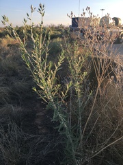 Mentzelia strictissima